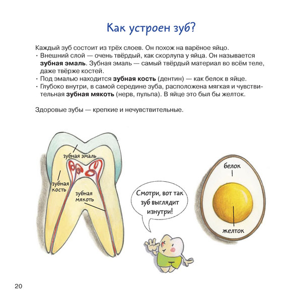 Зубная книга - строение зуба
